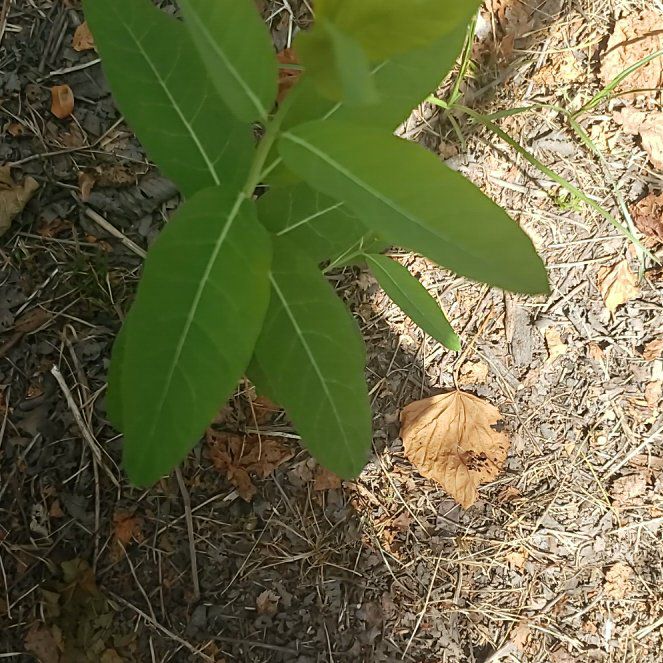 Photo of the plant species Indian Hemp by @WinHebestricta named Leaf Erickson on Greg, the plant care app