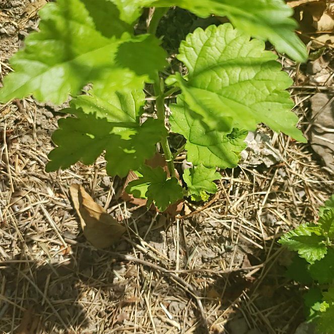 Photo of the plant species White Mulberry by @WinHebestricta named Demi on Greg, the plant care app