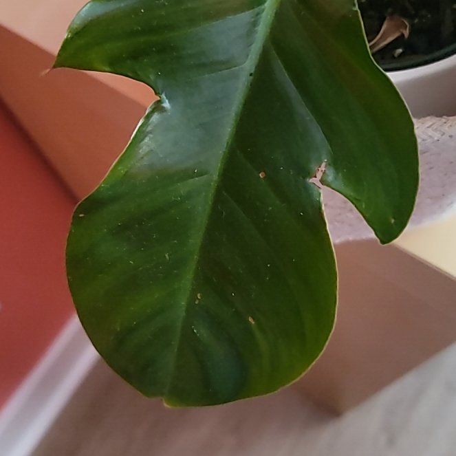 Photo of the plant species Philodendron by @SurefireKonjac named Delilah on Greg, the plant care app