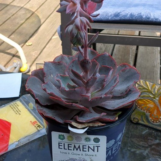 Photo of the plant species Echeveria 'Andromeda' by @FinestEmoryoak named Lolita on Greg, the plant care app