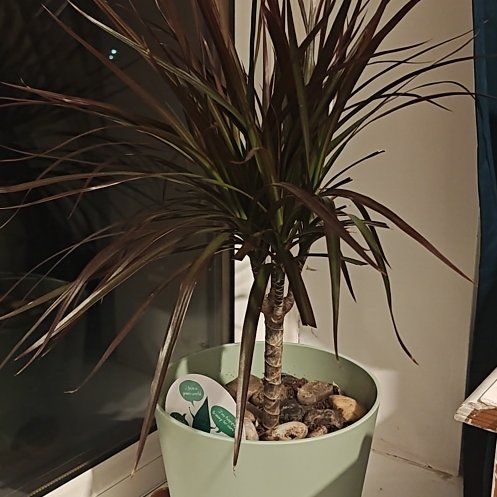 Photo of the plant species Dragon Tree by @GreatestKaro named Alduin on Greg, the plant care app