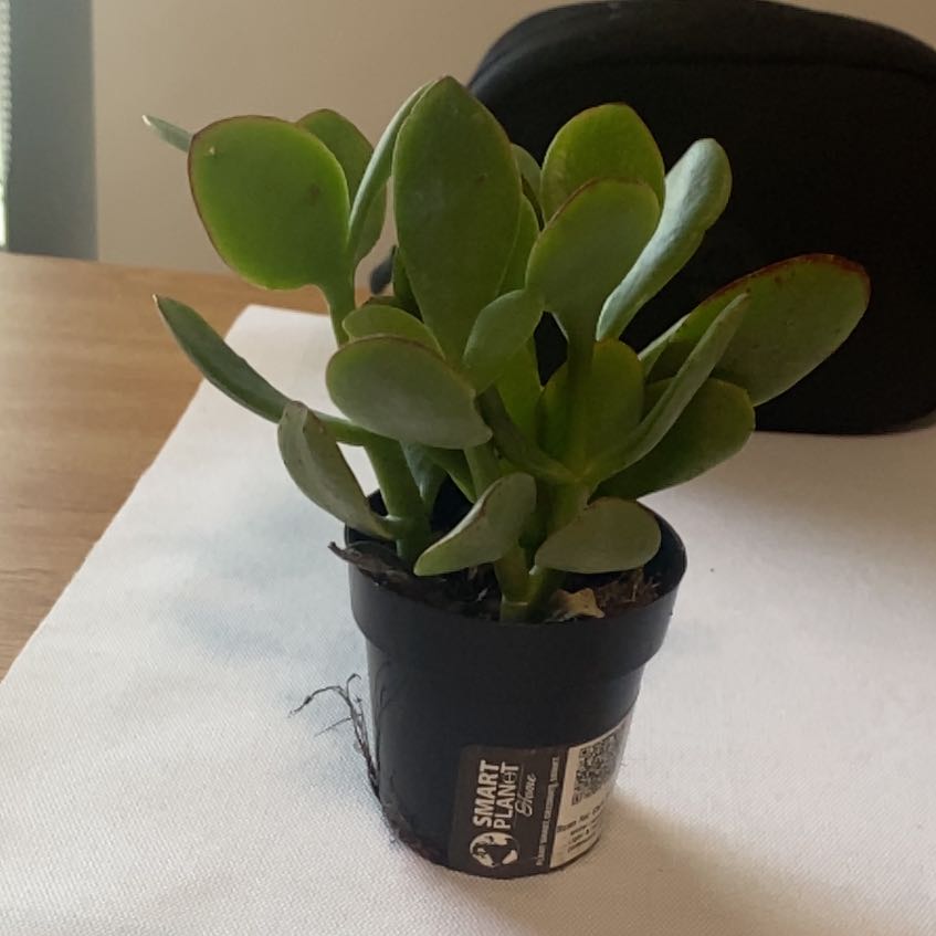 Photo of the plant species Assorted Crassula by @PureGoldenball named Madonna on Greg, the plant care app