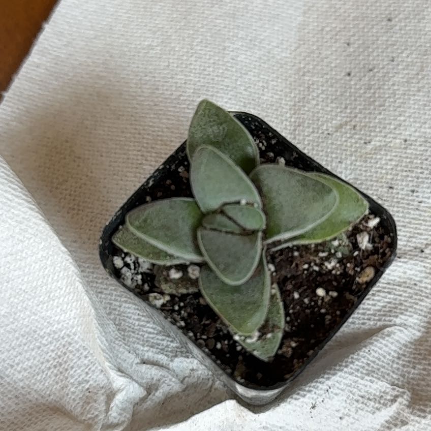 Photo of the plant species Crassula Morgan Hybrid w. Silver Springtime by @YesSmoothsumac named Sahara on Greg, the plant care app