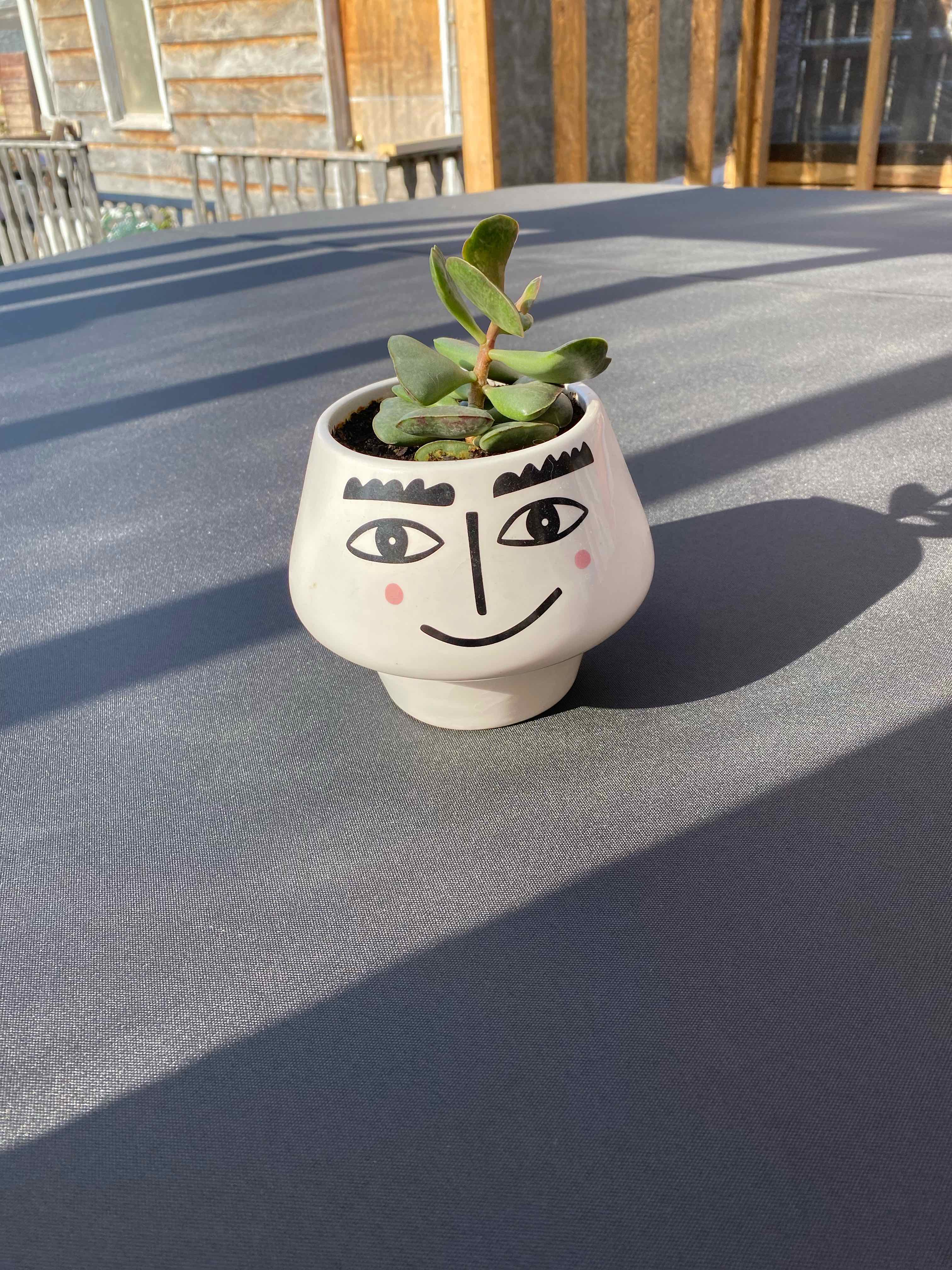 Calico Hearts plant in a decorative pot with a face design, placed on a shaded outdoor surface.