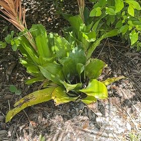 Photo of the plant species Flaming Torch by @CivicMatgrass named Girlfrond on Greg, the plant care app