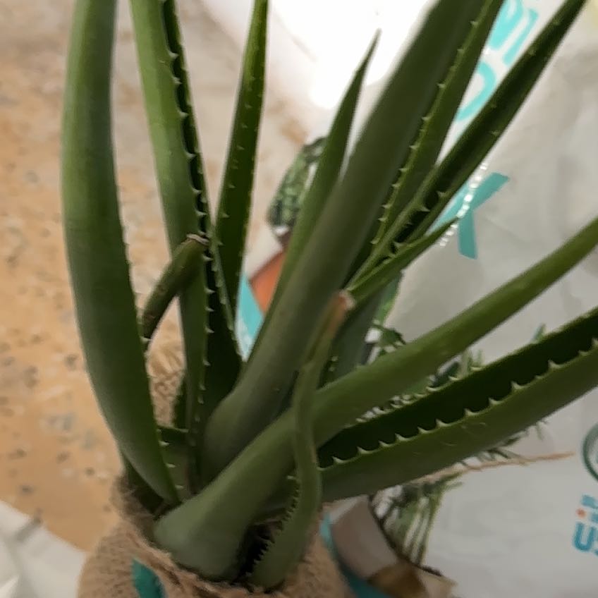 Photo of the plant species Safari Orange Aloe by @CivicMatgrass named Michelle Branch on Greg, the plant care app