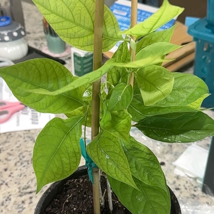 Photo of the plant species Soul Vine by @CivicMatgrass named Mochi on Greg, the plant care app