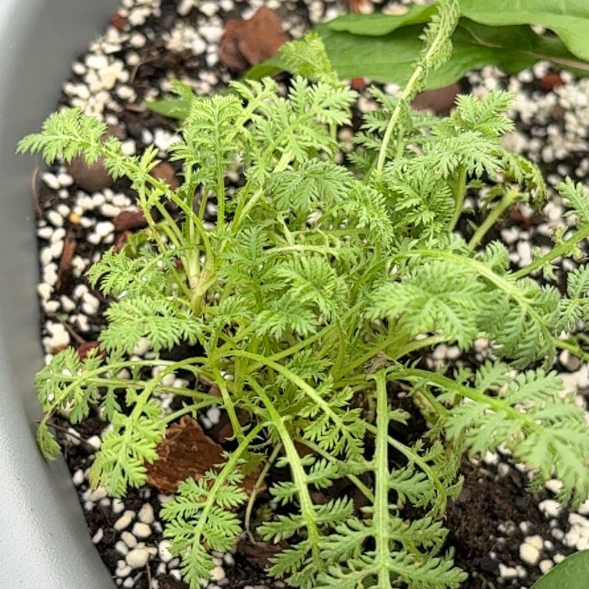 Photo of the plant species Golden Chamomile by @CivicMatgrass named LiloStitch on Greg, the plant care app