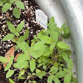 Photo of the plant species Dotted Beebalm by @CivicMatgrass named Kesha on Greg, the plant care app