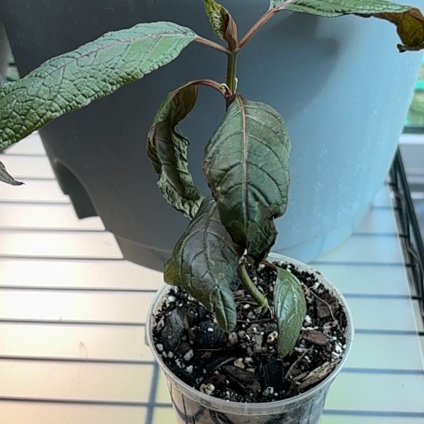 Photo of the plant species Kratom by @CivicMatgrass named Prince on Greg, the plant care app