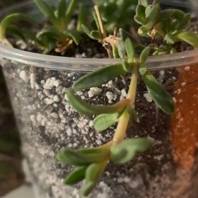 Photo of the plant species Hardy Ice Plant by @CivicMatgrass named Maya on Greg, the plant care app