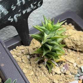 Photo of the plant species Woolly torch by @CivicMatgrass named Ronaldo on Greg, the plant care app