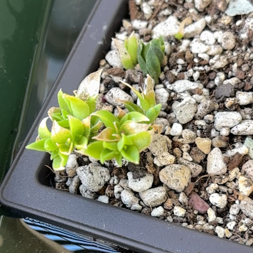 Photo of the plant species Kanna by @CivicMatgrass named Keanu Leaves on Greg, the plant care app