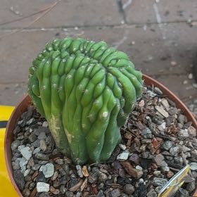 Photo of the plant species Crested Monstrose San Pedro Cactus by @CivicMatgrass named Willow on Greg, the plant care app