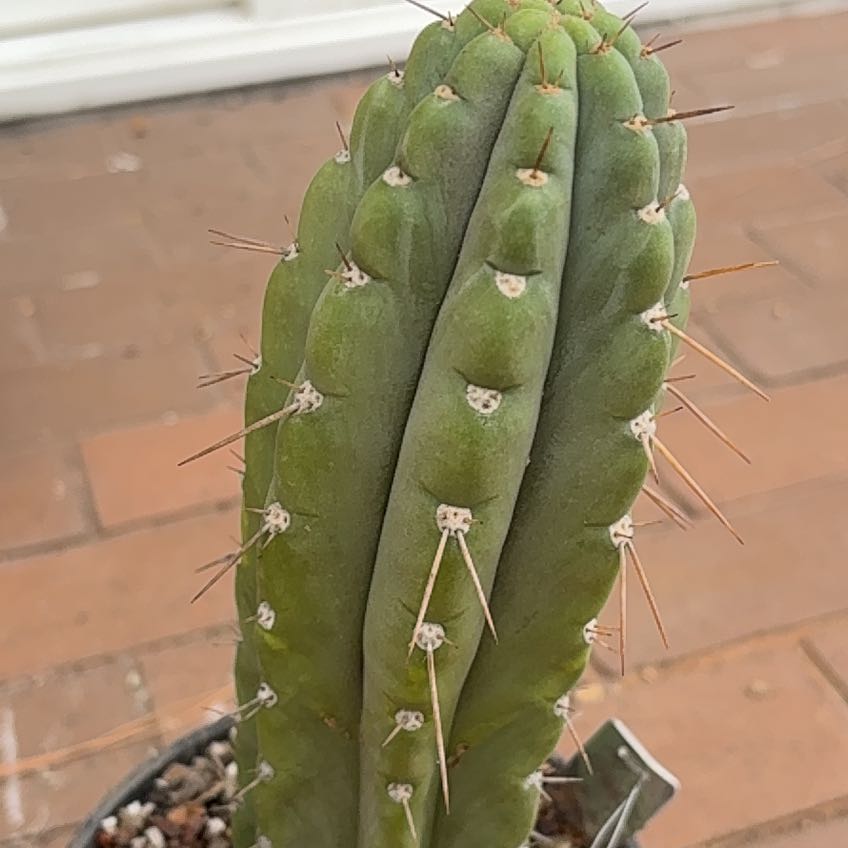 Photo of the plant species Peruvian Torch by @CivicMatgrass named Cleopatra on Greg, the plant care app