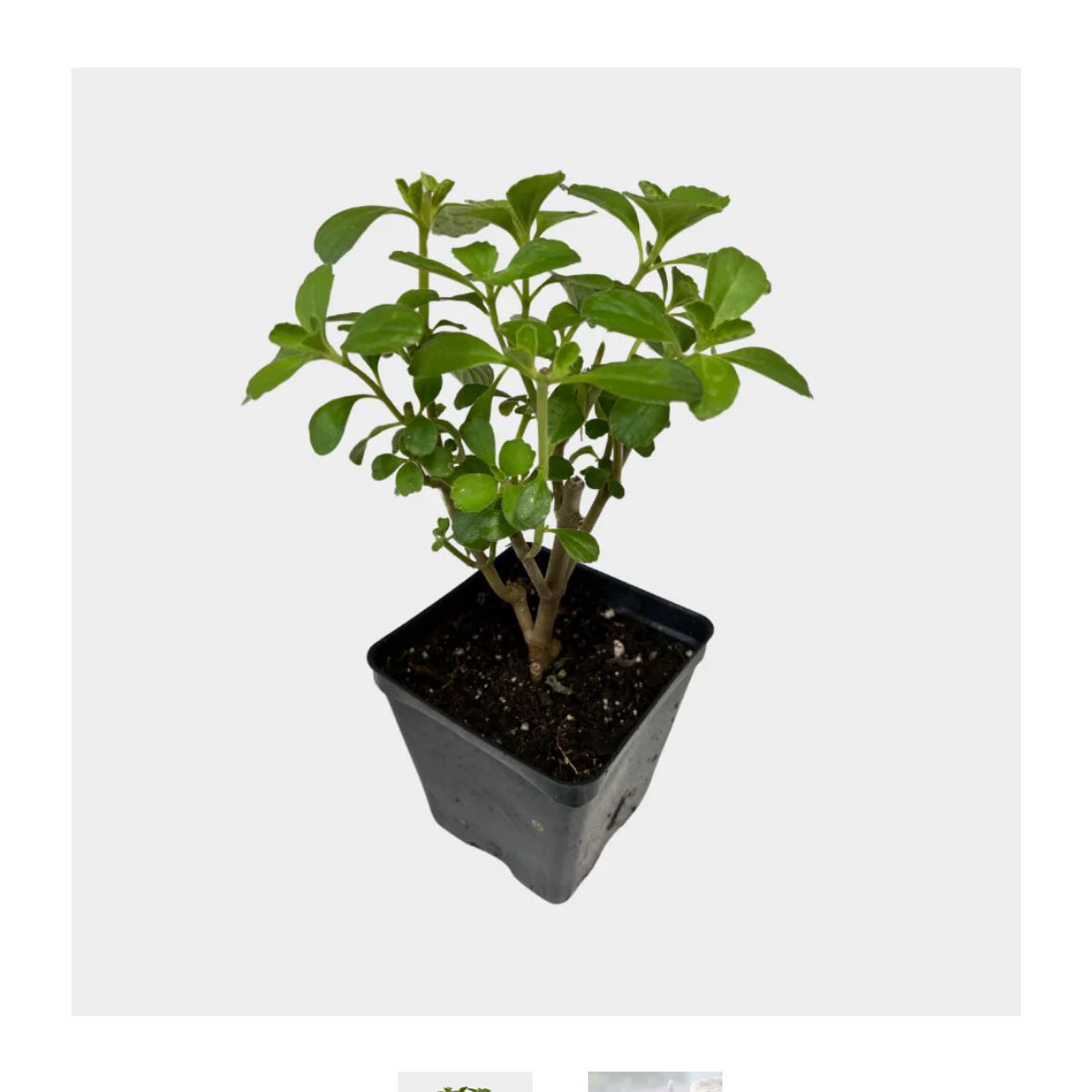 Photo of the plant species Plectranthus caninus by @CivicMatgrass named Eva on Greg, the plant care app