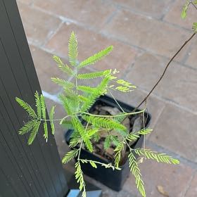Photo of the plant species Tepezcohuite by @CivicMatgrass named Lola on Greg, the plant care app