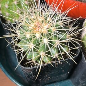 Photo of the plant species Assorted Echinocactus by @CivicMatgrass named Sanders on Greg, the plant care app
