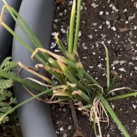 Photo of the plant species Texas Sweet Onion by @CivicMatgrass named Peter Parker on Greg, the plant care app