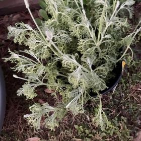 Photo of the plant species Fernleaf Lavendar by @CivicMatgrass named Morgan Treeman on Greg, the plant care app