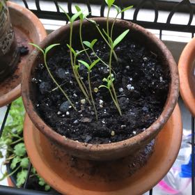 Photo of the plant species Marigold by @LoyalBirdcherry named Marilyn on Greg, the plant care app