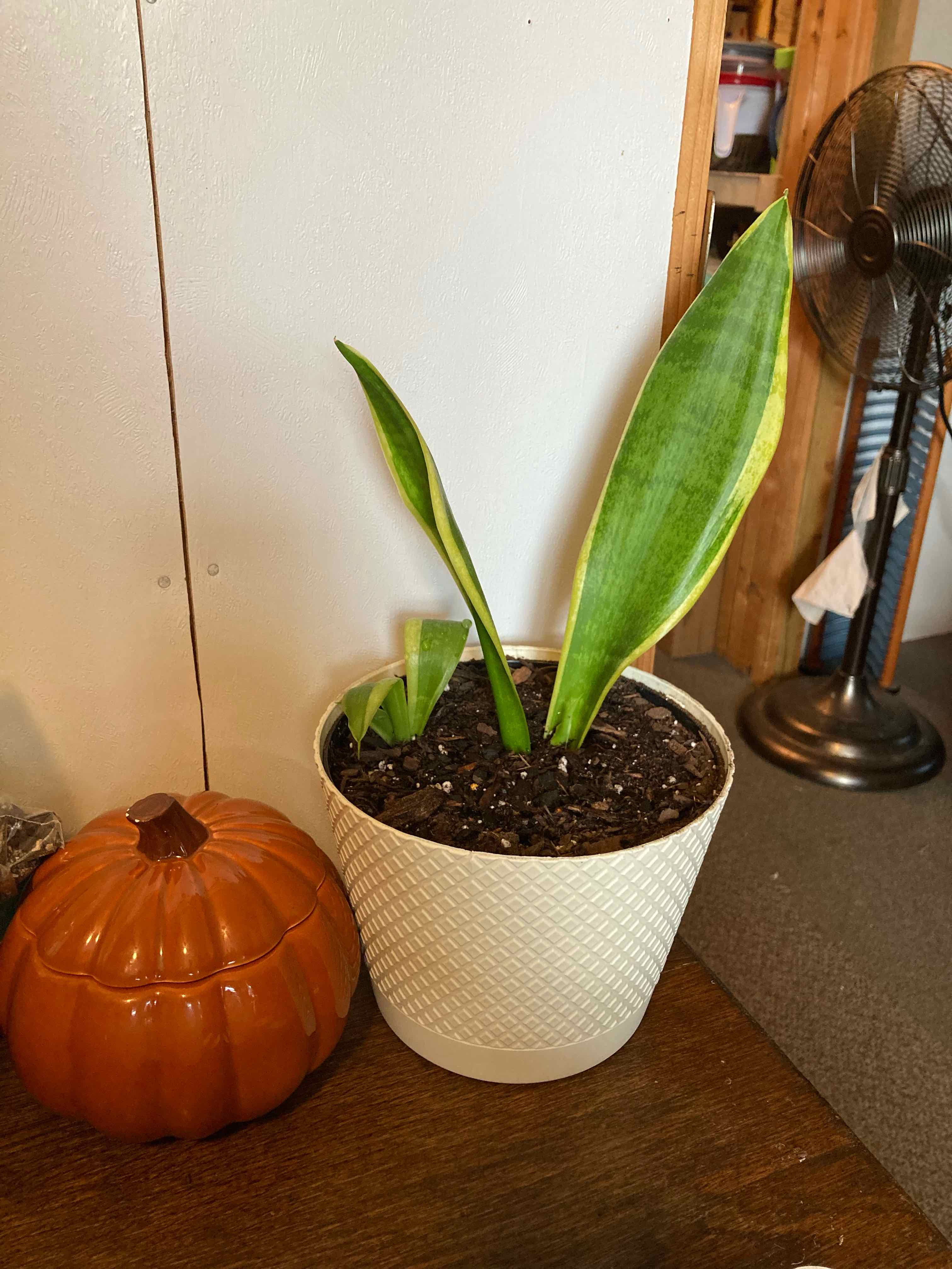 Snake Plant plant photo by @plants.n.baking named Cornelius￼ on Greg, the plant care app.