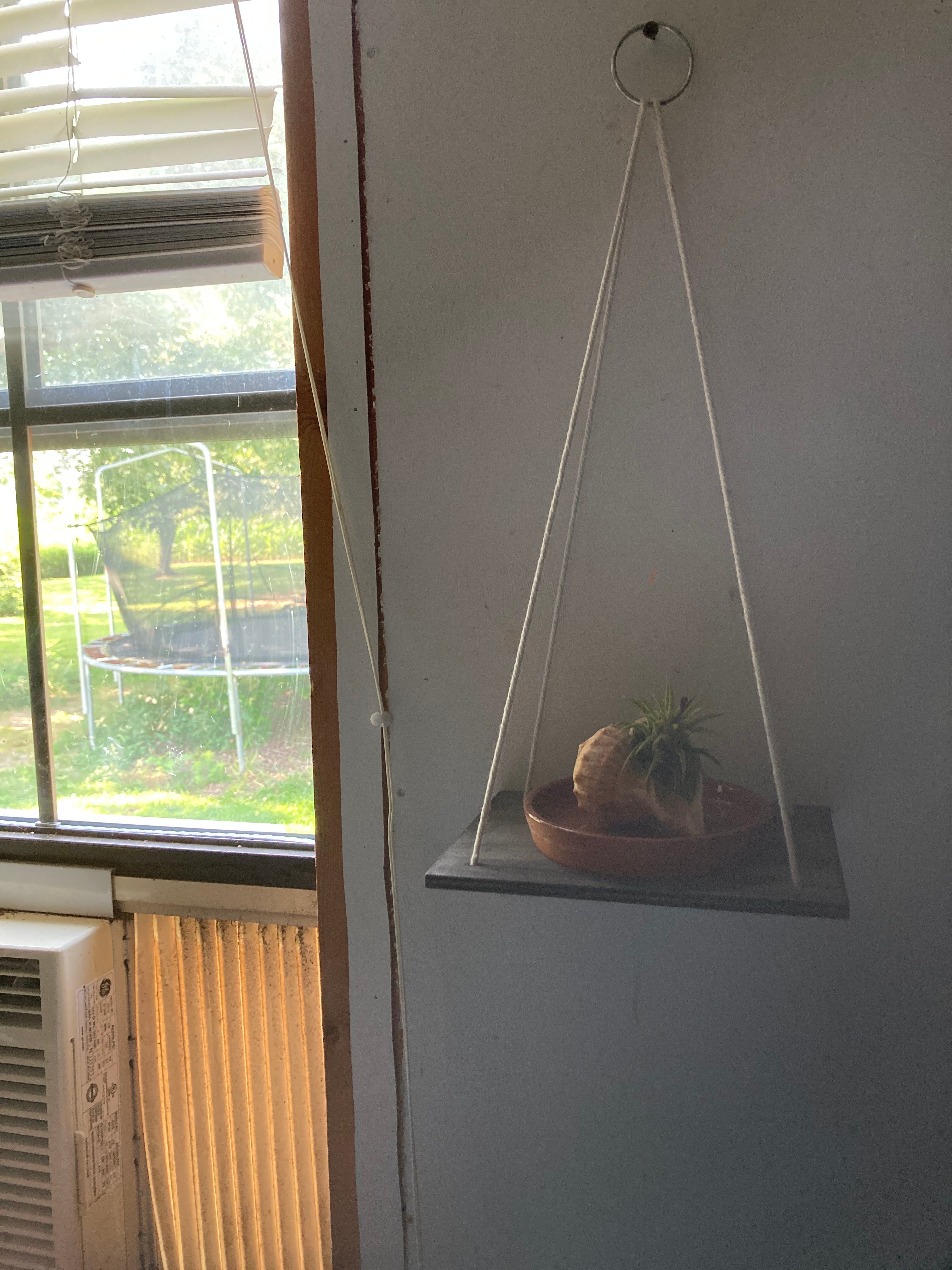 🌸 Blushing Bride Air Plant Hardiness Zones 11a12b