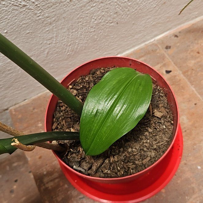 Photo of the plant species Amazon Lily by @SilkyBluecereus named Sproutacus on Greg, the plant care app