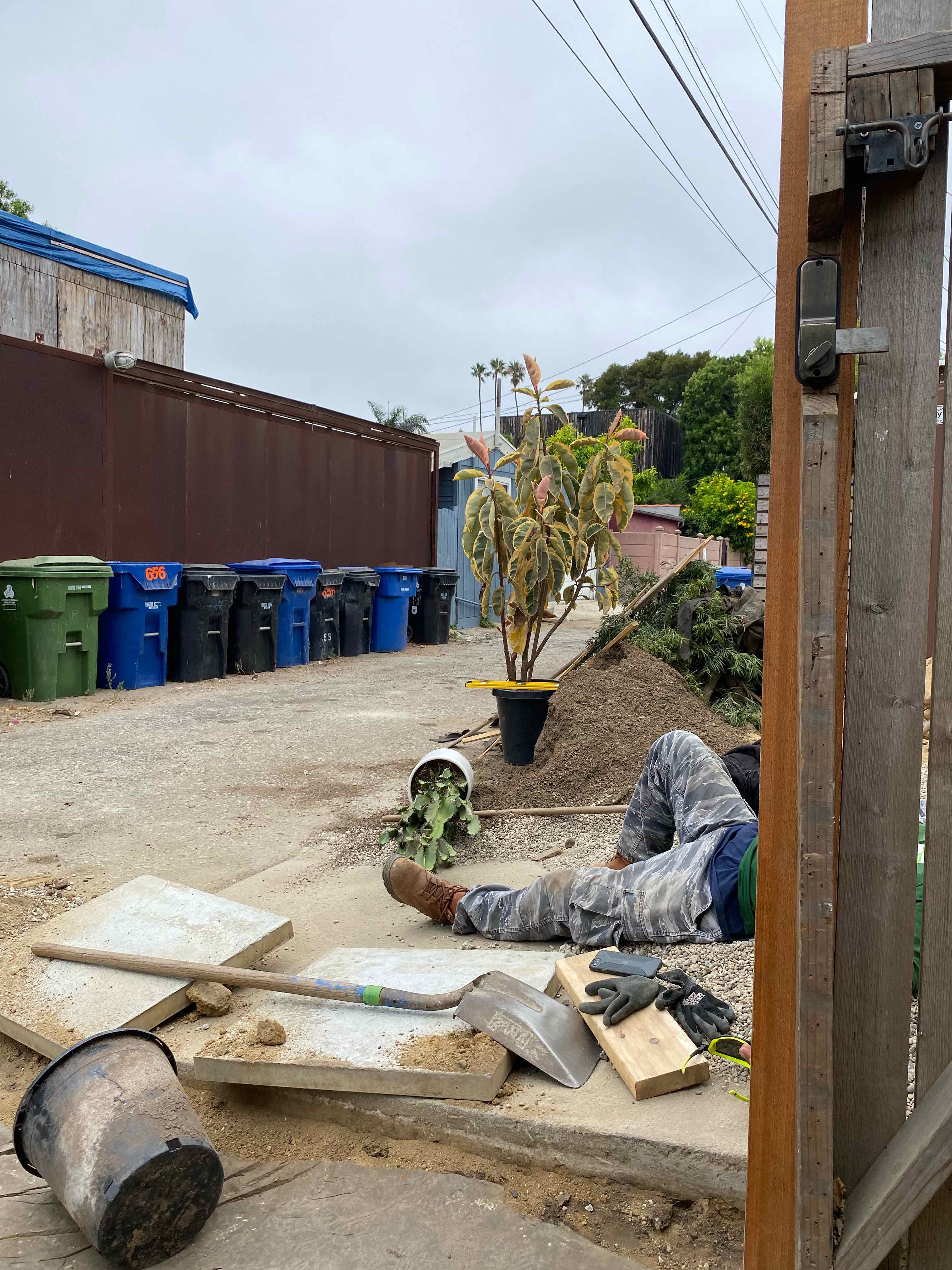 New Zealand Broadleaf plant in a pot with visible yellowing and browning leaves, placed outdoors near a construction area.