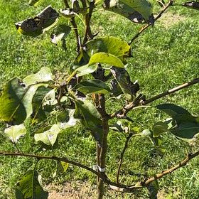 Photo of the plant species Shinseiki Pear by @KindWaterripple named Robert Plant on Greg, the plant care app