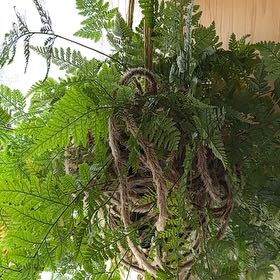 Photo of the plant species Rabbit's Foot by @LizzySherwood named Drake on Greg, the plant care app