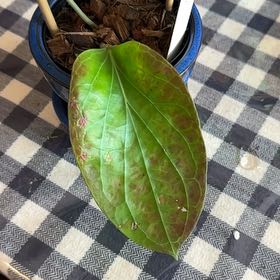 Photo of the plant species Hoya cominsii by @LizzySherwood named Marilyn on Greg, the plant care app