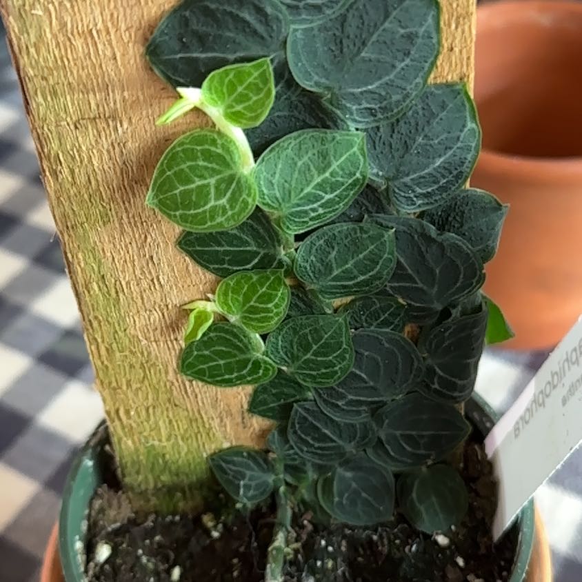 Photo of the plant species Rhaphidophora cryptantha by @LizzySherwood named Rhappy on Greg, the plant care app