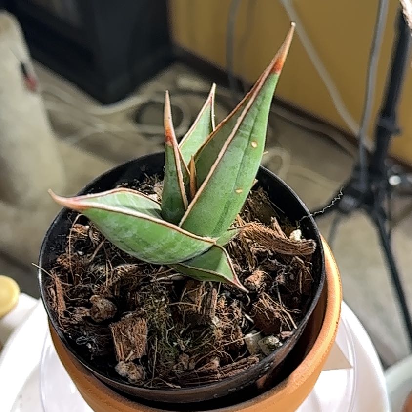Plant care for Siam Silver on Greg, the plant care app
