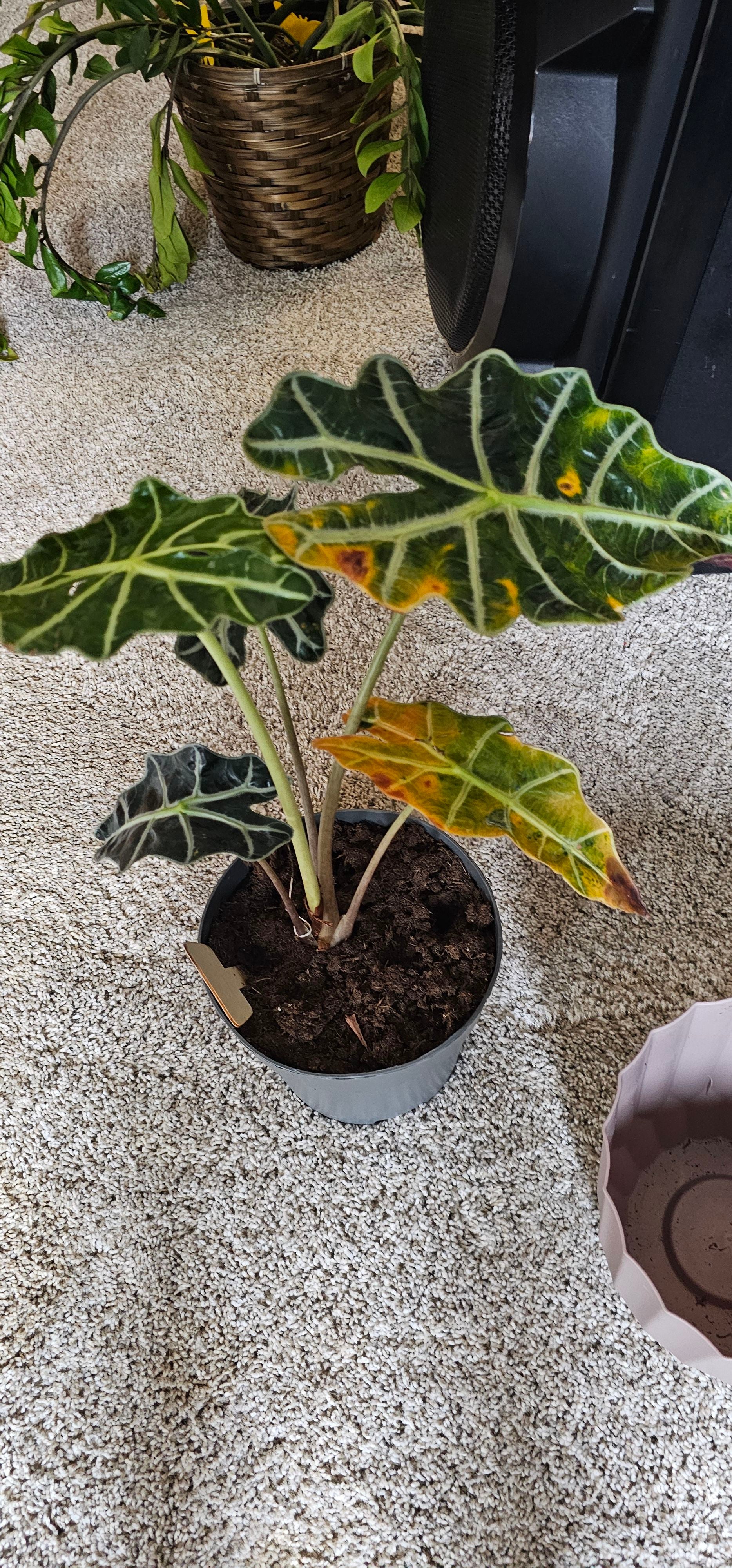 How to Care for Alocasia Yucatan Princess Variegata: Mastering