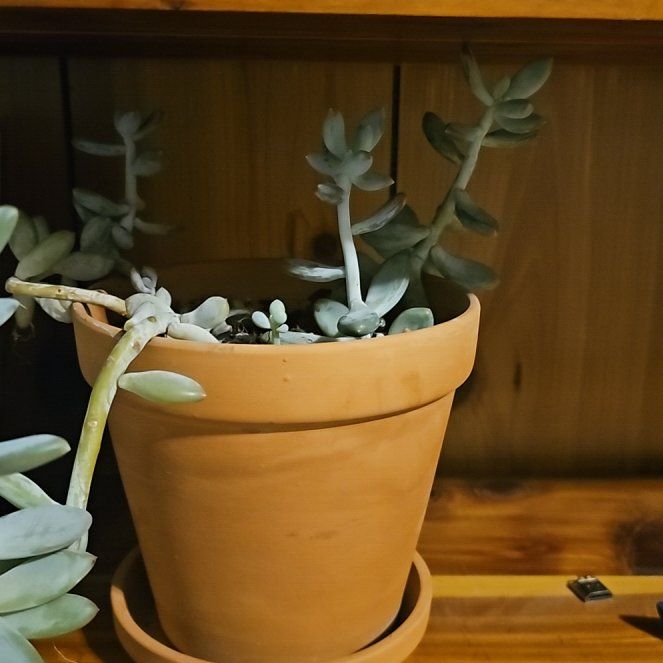 Photo of the plant species Graptosedum 'Blue Giant' by @TimelyStarburst named Terra on Greg, the plant care app