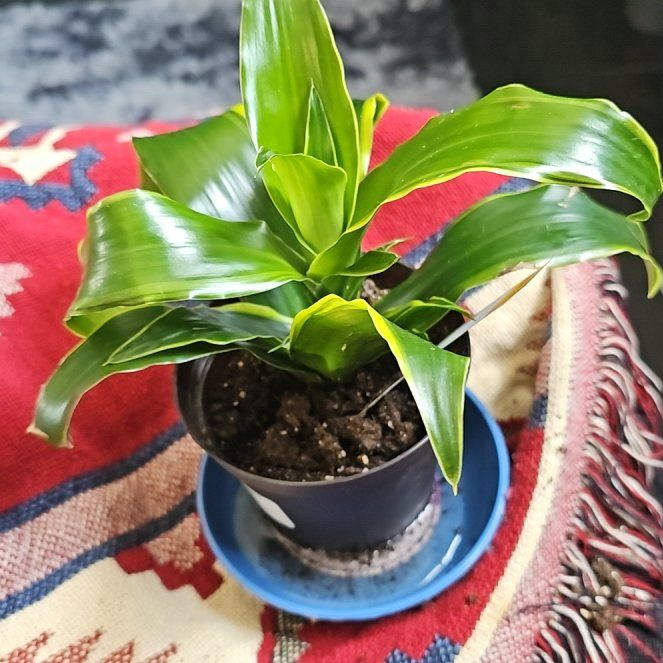 Photo of the plant species Dracaena Dorado by @TimelyStarburst named Lavender on Greg, the plant care app