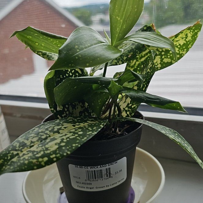 Photo of the plant species Dracaena 'Florida Beauty' by @TimelyStarburst named Ronaldo on Greg, the plant care app