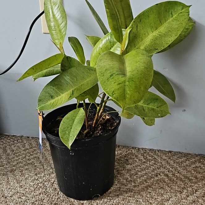 Photo of the plant species Ficus Moonshine by @TimelyStarburst named Doja Cat on Greg, the plant care app