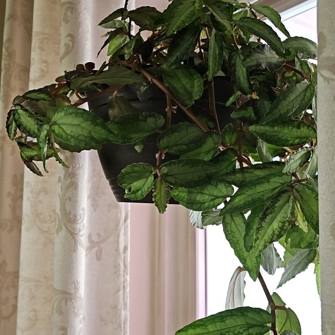 Photo of the plant species Watermelon Vine by @TimelyStarburst named Rihanna on Greg, the plant care app
