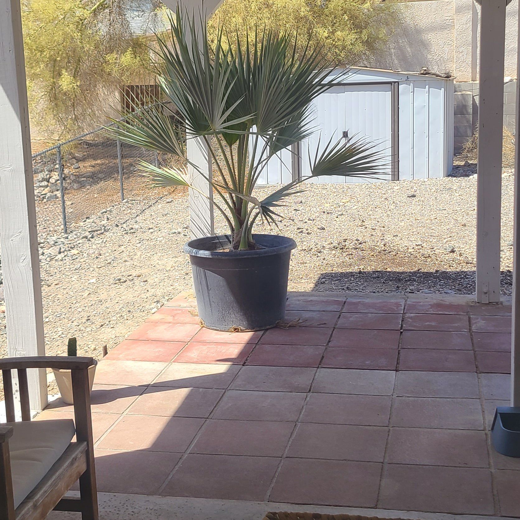 Photo of the plant species Mexican blue palm by @AstuteRubberfig named Shakira on Greg, the plant care app
