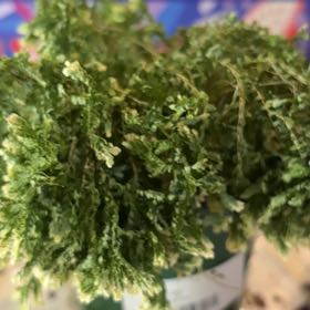 Photo of the plant species frosty fern by @GenialOcotillo named Elina on Greg, the plant care app