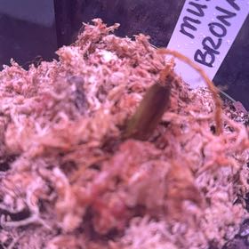 Photo of the plant species Musa by @Lexyfreak named Gwen on Greg, the plant care app