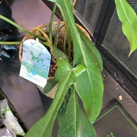 Photo of the plant species Electric Eel by @Lexyfreak named Lurch on Greg, the plant care app