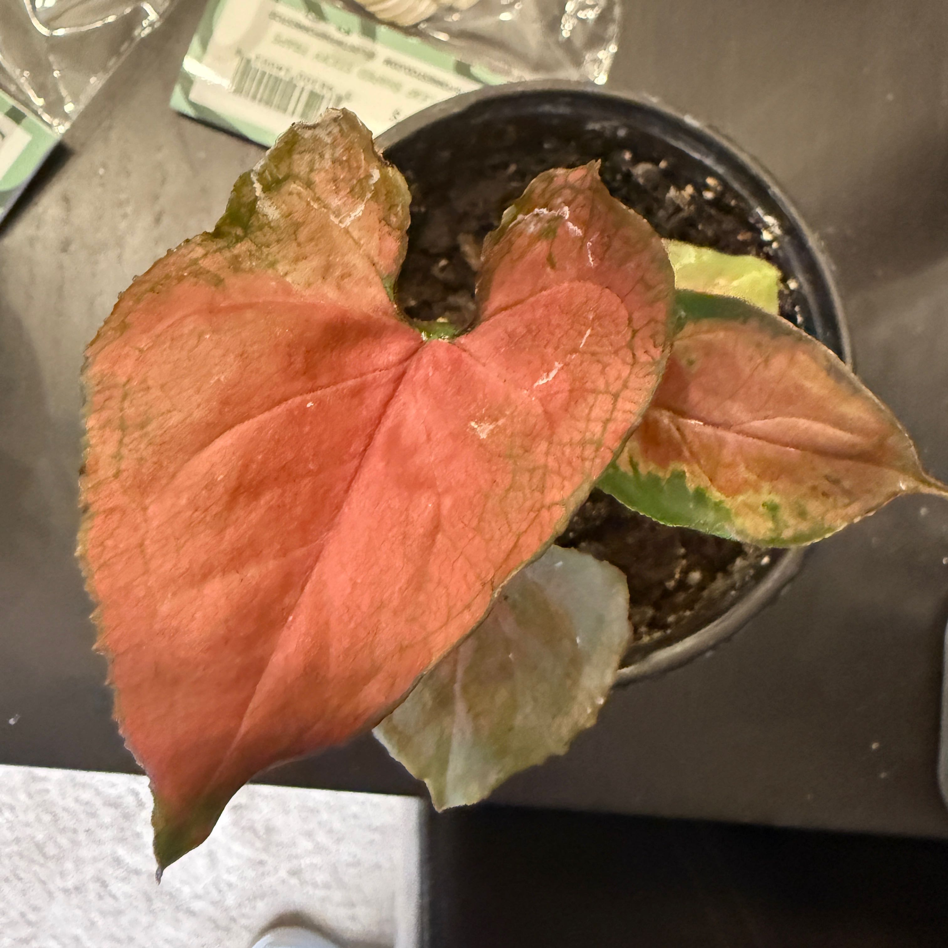 Photo of the plant species Syngonium by @Lexyfreak named Red on Greg, the plant care app
