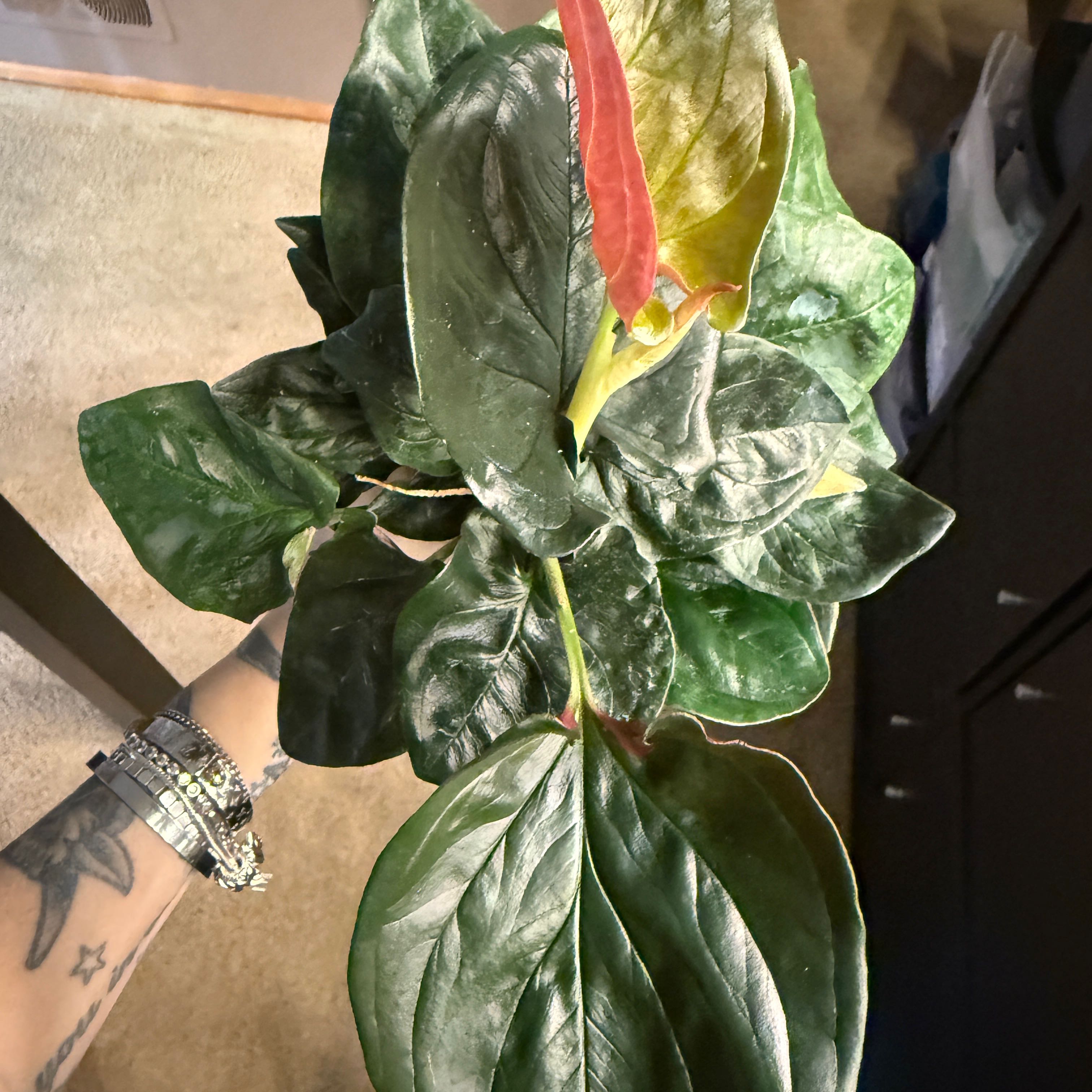 Photo of the plant species Llano-Carti Road by @Lexyfreak named Red Arrow on Greg, the plant care app