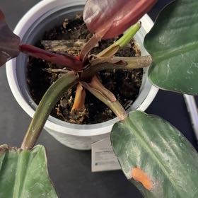 Photo of the plant species Philodendron 'Sun Red' by @Lexyfreak named Sunspots on Greg, the plant care app