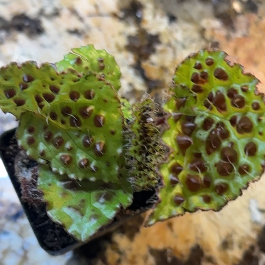 Photo of the plant species Begonia Melanobullata by @Lexyfreak named Flora on Greg, the plant care app