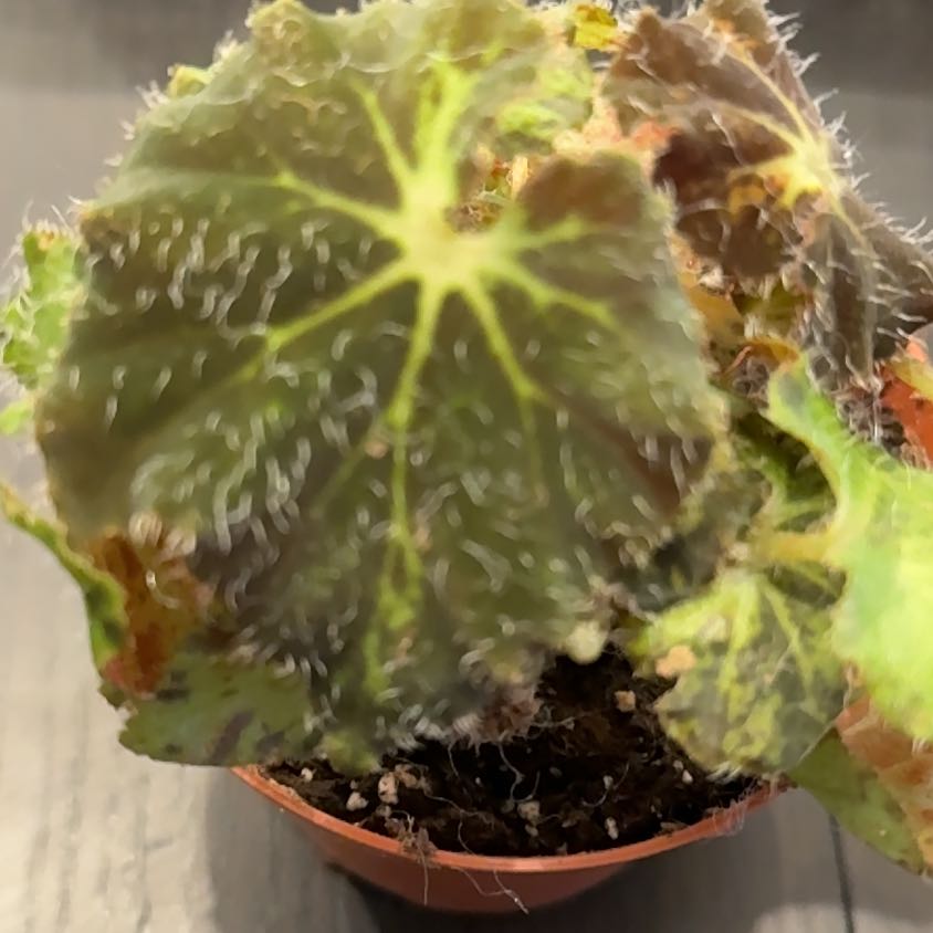 Photo of the plant species Begonia 'Brad Thompson' by @Lexyfreak named Brad on Greg, the plant care app