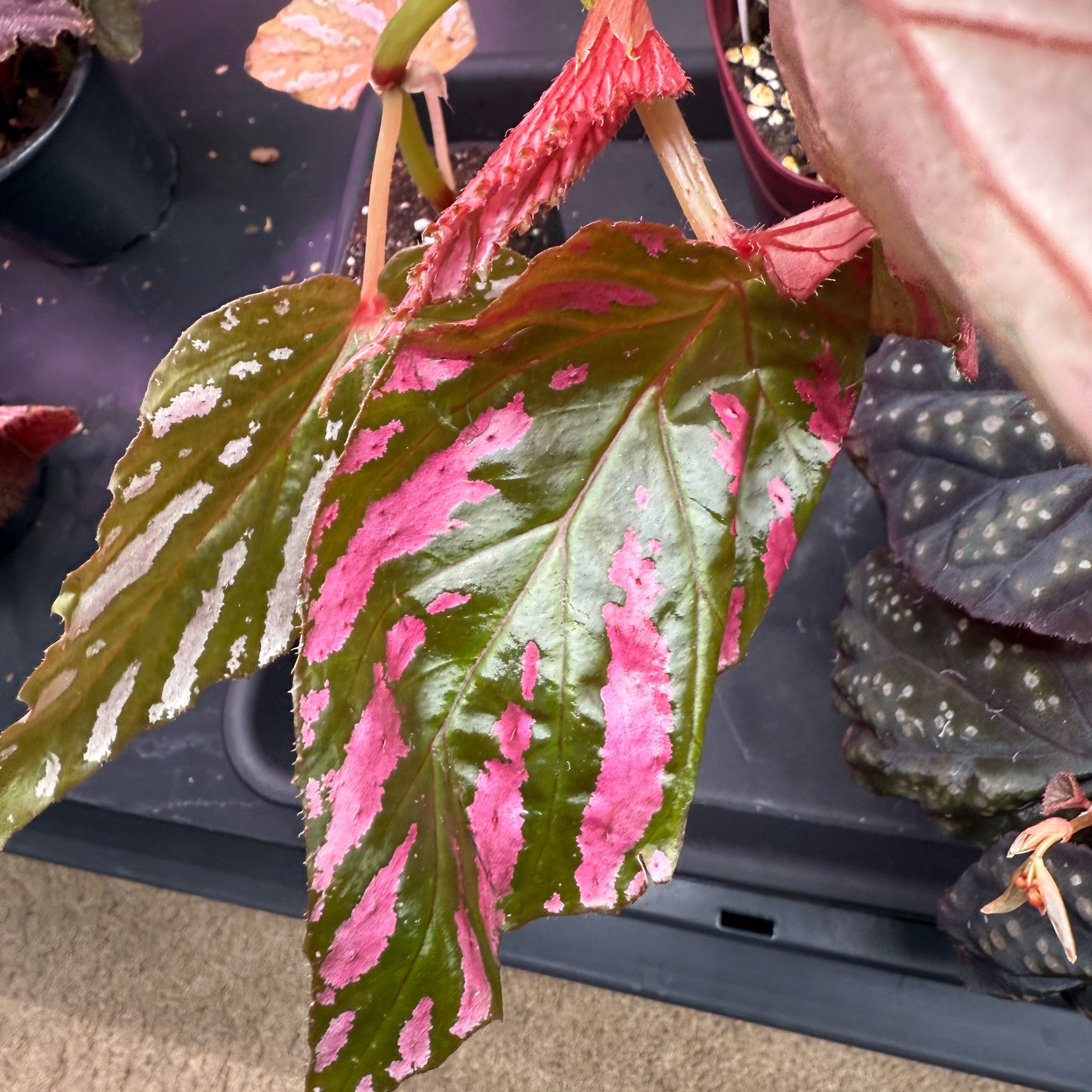 Photo of the plant species Exotica Begonia by @Lexyfreak named Apollonia on Greg, the plant care app